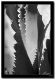 Agave