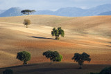 Paisaje andaluz