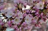 cherry_blossoms_09