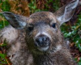 Young Blacktail