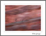 HENRYIMAGES, SAN JUAN RIVER DESERT PHOTOGRAPHY, by Brent Henry