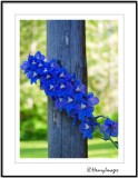 Delphinium at the Homestead