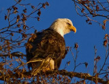 Eagle in Sunset