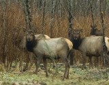 Roosevelt Elk