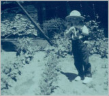 First Garden 1951