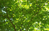 Dogwood Canopy 2