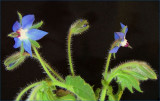 Borage 1