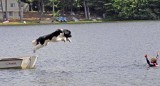 2008 Newfoundland Dog Water Test