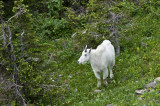 Glacier_Aug12-7.jpg