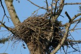Eagles Nest
