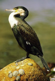 Phalacrocorax carbo, Great Cormorant