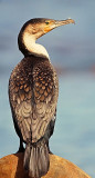 Phalacrocorax carbo, Great Cormorant