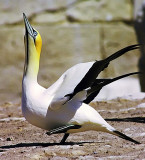 Morus capensis, Cape Gannet