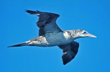 Morus capensis, Cape Gannet, immature