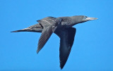 Morus bassanus, Northern Gannet, immature