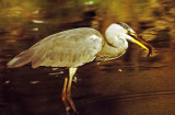 Ardea cinerea, Grey Heron