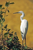 Egretta garzetta, Little Egret