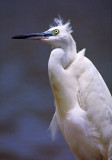 Egretta gularis, Western Reef-egret, white morph