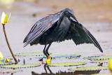 Egretta ardesiaca, Black Heron