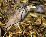 Nycticorax nycticorax, Black-crowned Night Heron