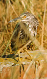 Nycticorax nycticorax, Black-crowned Night Heron