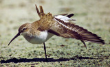 Calidris ferruginea, Curlew Sandpiper