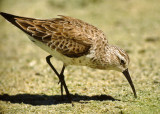 Calidris ferruginea, Curlew Sandpiper