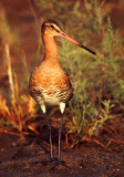 Limosa limosa, Black-tailed Godwit