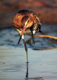 Limosa limosa, Black-tailed Godwit