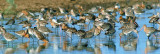 Limosa limosa, Black-tailed Godwit