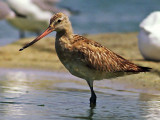 Limosa lapponica, Bar-tailed Godwit