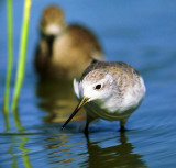 Tringa stagnatilis, Marsh Sandpiper