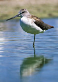 Tringa nebularia, Greenshank