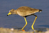 Vanellus senegallus, Wattled Lapwing