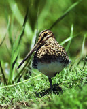 Gallinago nigripennis, African Snipe