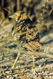 Burhinus capensis, Spotted Thick-knee