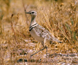 Rhinoptilus africanus, Double-banded Courser