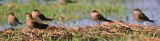 Glareola pratincola, Collared  Pratincole