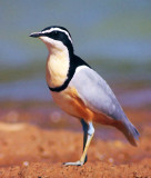 Pluvianus aegyptius, Egyptian Plover