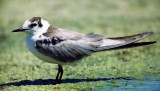 Chlidonias leucopterus, White-winged Tern