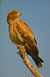 Aquila rapax, Tawny Eagle