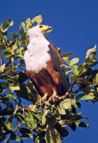 Haliaeetus vocifer, African Fish Eagle