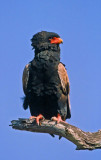 Terathopius ecaudatus, Bateleur Eagle