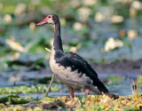 Plectropterus gambensis, Spur-winged Goose, female