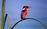 Alcedo cristata, Malachite Kingfisher