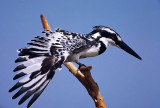 Ceryle rudis, Pied Kingfisher, female