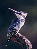 Ceryle rudis, Pied Kingfisher, female