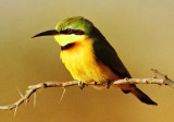 Merops pusillus, Little Bee-eater