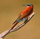 Merops nubicoides, Southern Carmine Bee-eater