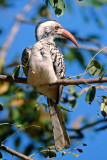 Tockus erythrorhynchus, Red-billed Hornbill